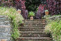 Les étapes sont encadrées par des marguerites mexicaines auto-ensemencées, Erigeron karvinskianus et des plantes succulentes en pot, avec astelia dans l'urne ci-dessus. Bosvigo, Truro, Cornwall, UK