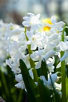 Hyacinthus orientalis 'L Innocence'