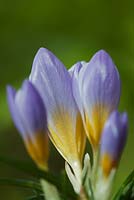 Crocus sieberi 'Firefly'