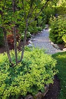 Parterre de fleurs surélevé bordé de roche planté d'un Malus columnaris - Pommier et Alchemilla mollis - Lady's Mantle plantes dans le jardin avec chemin de gravier gris au début de l'été, Québec, Canada