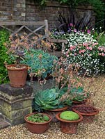 Affichage en pot de pots en terre cuite plantés de plantes succulentes - Echeveria elegans et sempervivum. Derrière, un pot de marguerite, des lizzies animées et du lobelia.