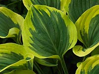 Hosta Liberty, lys plantain, une plante vivace feuillue avec des feuilles en forme de coeur, vert gris au centre avec des marges beaucoup plus claires et larges. Du printemps à l'automne.