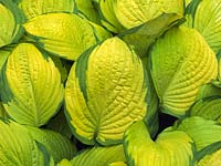 Hosta Gold Standard, lys plantain, une plante vivace feuillue avec des feuilles veinées et des panneaux rassemblés en vert doré avec des marques plus foncées aléatoires. Du printemps à l'automne.