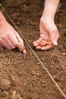 Planter des plantules d'oignon guidées par une rangée de ficelle