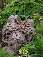 Des protecteurs de vannerie tissés reposent sur des plants délicats pour les protéger des oiseaux.