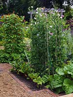 Parterre de légumes en contrebas - 9,5 mx 7 m. Bordure végétale de pois de senteur appuyée sur des cannes, bordée de betterave et de rhubarbe.