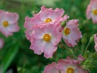 Cistus x argenteus 'Silver Pink', rose des rochers, arbuste portant une jolie fleur rose argentée en été.