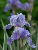 Iris pallida Variegata a des feuilles rayées et de belles fleurs bleues en été.