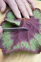 Propagation d'un Begonia rex par boutures de feuilles. Boutures à travers le principal viens sur la face inférieure d'une feuille