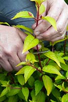 Prendre des boutures de bois tendre de Fuchsia 'Genii '. Utilisez un bout de couteau juste au-dessus d'une paire de feuilles