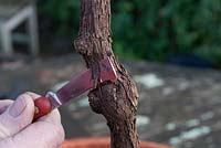 Rempotage et entretien d'une vigne négligée - peler l'écorce pour détecter les parasites et les maladies