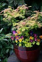 Feuillage et couleur des fleurs pour le printemps et le début de l'été dans un pot vitré. Sorbaria sorbifolia 'Sem' avec Aquilegia vulgaris Vervaeneana groupe 'Woodside' et Pansy 'Radiance'
