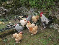 Coq Maran montant la garde au-dessus des poules bantam dans un jardin clos de murs en pierre. Les plantes voisines sont protégées des égratignures et des coups de bec par le grillage.