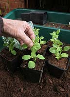 Pincez les pointes des jeunes plants de pétunia dans des pots pour qu'ils dégagent des buissons et forment des plantes à fleurs plus compactes et libres.