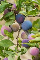 Une variété de prune sauvage trouvée en Espagne. Fin de l'été, La Huerta, Andalousie.