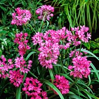 Allium oreophilum, une plante vivace bulbeuse au début de l'été, à fleurs résilientes, en forme de cloche, pourpre rosé.