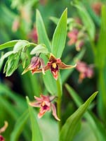 Epipactis gigantea, orchidée chatterbox - nommée parce que la lèvre hoche la tête dans la brise. Une orchidée terrestre robuste qui prospère dans un sol humide et riche en humus à l'ombre tachetée. Fleurs en été. 30cm de hauteur.