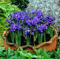 En pot en terre cuite, Iris reticulata, iris nain fleurissant en hivers doux et dès le début du printemps. Parfumé. Hauteur: 7cm - 12cm. Entouré de fougère, de pachysandra et d'argent Helichrysum italicum.