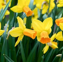 Narcissus cyclamineus 'Jetfire, une jonquille à floraison hivernale aux pétales dorés et trompette orange. Légèrement parfumée. Longue floraison.