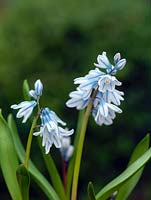 Puschkinia scilloides, un bulbe vivace produisant des fleurs bleues en forme de cloche avec des rayures plus foncées à la fin de l'hiver et au début du printemps.