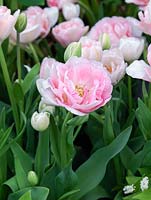 Tulipa 'Angelique', une tulipe qui fleurit à la fin du printemps avec de magnifiques fleurs roses doubles.