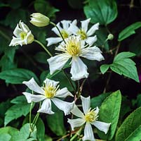 Clematis Paul Farges, anciennement C. fargesii Summer Snow, une variété à feuilles caduques vigoureuse avec des masses de fleurs blanches légèrement parfumées