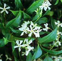 Trachelospermum jasminoides, Jasmin étoilé, un grimpeur ligneux à feuilles persistantes avec des feuilles brillantes et de minuscules fleurs blanches parfumées en été.