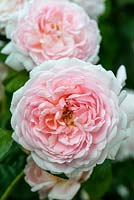 Rosa 'Eglantyne', une rose anglaise élevée par David Austin Roses, fleurissant en juin et juillet