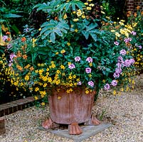 Pots de standards Solanum rantonnetii, Melianthus major, verveine traînante, argyranthemum et bidens.