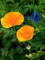 Eschscholzia californica, pavot californien, une annuelle à fleurs orange qui s'auto-ensemence librement.