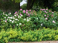Alchemilla mollis borde le parterre de roses de Rosa Gertrude Jekyll, Sally Holmes, Sweet Juliet, Winchester Cathedral et Heritage.