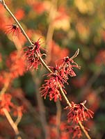 Hamamelis x intermedia Rubin a des fleurs orange rougeâtre parfumées avec des pétales froissés et frisés.