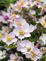 Anemone x hybrida, une plante herbacée vivace à fleurs en forme de soucoupe rose pâle qui pousse bien à l'ombre et à l'ombre partielle.