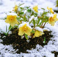 Les hybrides Helleborus x hybridus Ashwood Garden, une variété dorée, fleurissent en hiver malgré la neige.