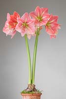 Hippeastrum adulte contre un mur uni