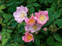 Rosa andersonii porte des fleurs roses simples