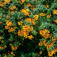 Berberis darwinii est un arbuste à feuilles persistantes portant des masses de fleurs orange foncé au printemps.