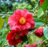 Camellia Royalty, ours du début du printemps, très grandes fleurs semi-doubles, mi-rouges