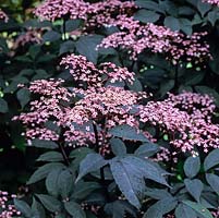 Sambucus nigra Black Beauty, sureau noir, un arbuste à feuilles caduques avec des feuilles noirâtres et des fleurs roses à têtes plates.