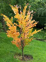 Cercidiphyllum japonicum, arbre Katsura, un arbre à feuilles caduques à feuilles jaunes en automne.