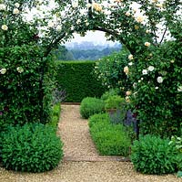 Jardin aux herbes. Vue à travers la rosace - Rosa Gloire de Dijon et Madame Alfred Carrière au chemin de gravier bordé d'origanum. Chèvrefeuille standard. Campagne au-delà.