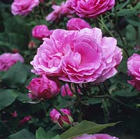 Rosa Louise Odier, un vieux rose Bourbon rose foncé à fleurs doubles.
