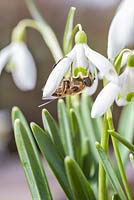 Apis mellifera - Abeille à miel ramassant le pollen de Galanthus - perce-neige en février.