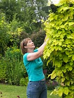 Anne Massey taille un houblon doré dans son jardin.