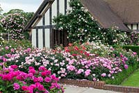 L'entrée de David Austin Roses, somptueusement plantée de quelques-unes des nombreuses belles roses élevées depuis 1961.