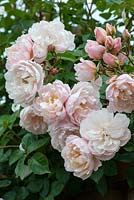 Rosa 'The Generous Gardener', une rose anglaise élevée par David Austin Roses