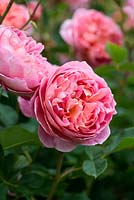 Rosa 'Boscobel', une rose hybride Leander anglaise