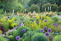 Au jardin d'essai de Weihenstephan, la vue est d'un parterre de fleurs à thème violet et jaune sur la pente Kniphofia - Allium 'Lucy Ball', Eremurus, Ligustrum ovalifolium 'Aureum'