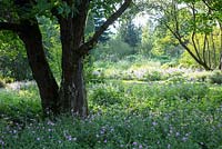 Géranium comme couvre-sol sous les grands arbres de la zone boisée du Weihenstephan Trial Garden