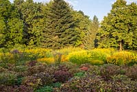 Les parterres de pivoine à la fin de l'été au Weihenstephan Trial Garden avec de l'hélénium, de la Paeonia, du Rudbeckia, du Solidago, du Tilia et du Vernonia crinita